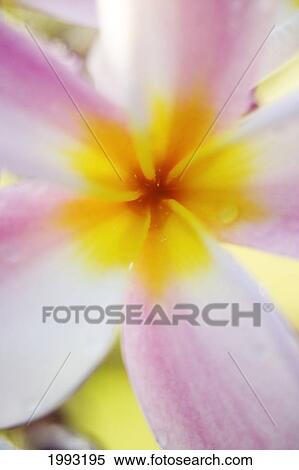 Pink Plumeria Flower With Yellow Center, Extreme Close-Up, Soft Focus View Large Photo Image Stock Photography - Pink Plumeria Flower With Yellow Center, Extreme Close-Up, Soft Focus. Fotosearch