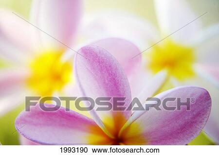 Pink Plumeria Flowers With Yellow Centers, Interesting Angle And Blur View Large Photo Image Stock Image - Pink Plumeria Flowers With Yellow Centers, Interesting Angle And Blur. Fotosearch