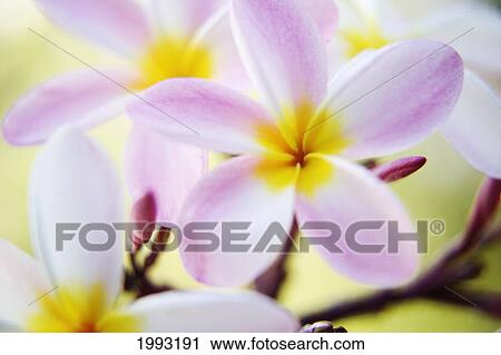 Pink Plumeria Flowers With Yellow Centers, Interesting Angle And Blur View Large Photo Image Stock Image - Pink Plumeria Flowers With Yellow Centers, Interesting Angle And Blur. Fotosearch