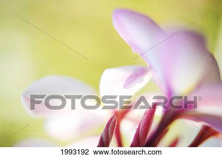 Pink Plumeria Flowers With Yellow Centers, Interesting Angle And Blur View Large Photo Image Stock Image - Pink Plumeria Flowers With Yellow Centers, Interesting Angle And Blur. Fotosearch