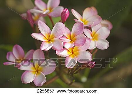 Pink Plumeria (Frangipani); Maui, Hawaii, United States of America View Large Photo Image Stock Photo - Pink Plumeria (Frangipani); Maui, Hawaii, United States of America. Fotosearch