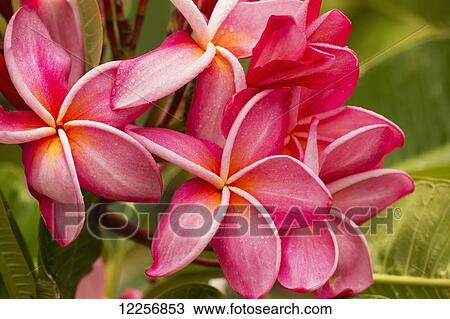 Pink Plumeria; Maui, Hawaii, United States of America View Large Photo Image Stock Image - Pink Plumeria; Maui, Hawaii, United States of America. Fotosearch