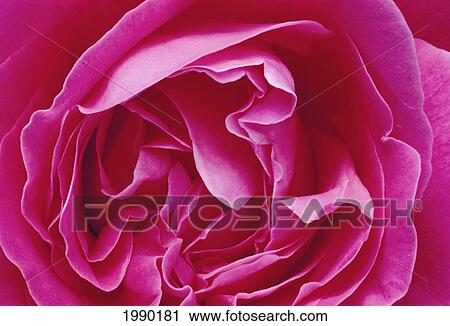 Pink Rose Open Blossom, Close-Up Detail View Large Photo Image Stock Image - Pink Rose Open Blossom, Close-Up Detail. Fotosearch