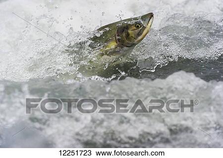 Stock Image - Pink Salmon (Oncorhynchus gorbuscha) jumping upstream; Valdez, Alaska, United States of America. Fotosearch