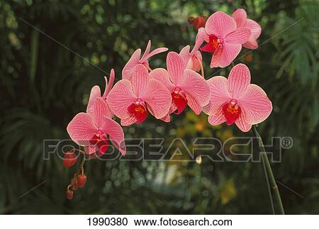 Stock Image - Pink Sprig Of Orchids. Fotosearch