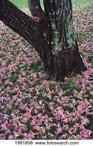 Pink Tecoma Tree Blossoms Scattered Near Trunk (Tecoma Pentaphylla) Over Grass View Large Photo Image Stock Photo - Pink Tecoma Tree Blossoms Scattered Near Trunk (Tecoma Pentaphylla) Over Grass. Fotosearch