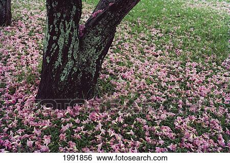 Pink Tecoma Tree Blossoms (Tecoma Pentaphylla) On Grass, Below Tree View Large Photo Image Stock Photograph - Pink Tecoma Tree Blossoms (Tecoma Pentaphylla) On Grass, Below Tree. Fotosearch