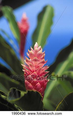 Stock Photograph - Pink Torch Ginger Flowers, Close-Up Of One Flower, Background Soft Focus. Fotosearch