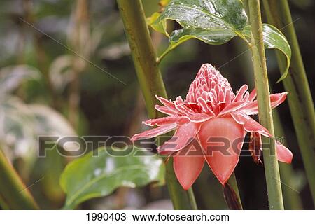 Stock Image - Pink Torch Ginger, Single Flower, Between Two Green Branches. Fotosearch