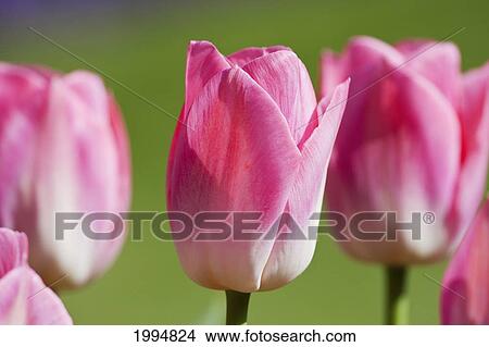 Picture - Pink Tulips In Stanley Park, Vancouver, British Columbia, Canada. Fotosearch