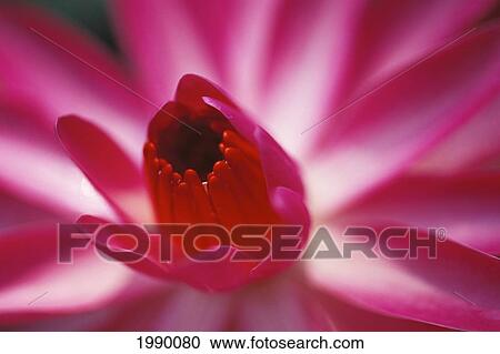 Stock Image - Pink Water Lily, Close-Up Detail. Fotosearch
