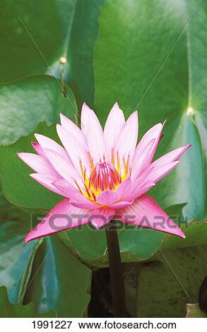 Stock Photo - Pink Water Lily Surrounded By Leaves. Fotosearch