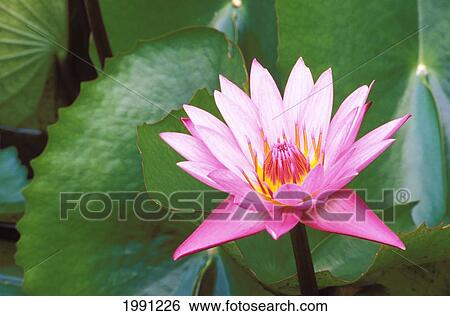 Stock Photograph - Pink Water Lily Surrounded By Leaves. Fotosearch