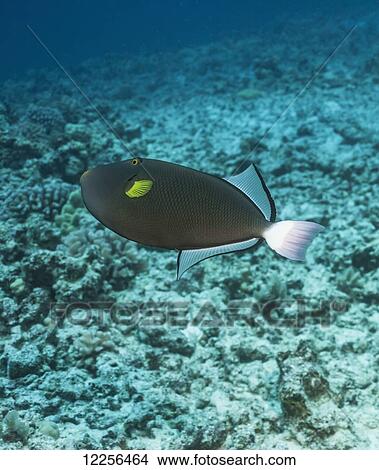 Picture - Pinktail Durgon (Melichthys vidua); Kona, Island of Hawaii, Hawaii, United States of America. Fotosearch