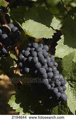 Picture - Pinot Noir Grapes In The Grand Cru Vineyards Of La Romanee Conti Near Beaune, Burgundy, France.. Fotosearch