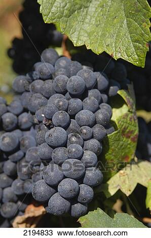 Stock Image - Pinot Noir Grapes In The Grand Cru Vineyards Of La Romanee Conti Near Beaune, Burgundy, France.. Fotosearch