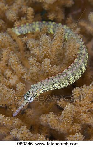Stock Photograph - Pipefish swimming through soft coral in Banda Sea; Indonesia. Fotosearch