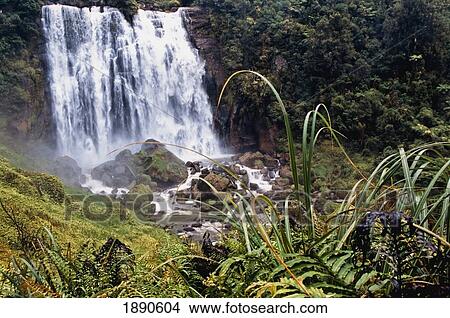 Pirongia Forest Waterfall View Large Photo Image Picture - Pirongia Forest Waterfall. Fotosearch