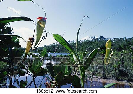 Pitcher Plant, Nepenthes Madagascariensis View Large Photo Image Stock Image - Pitcher Plant, Nepenthes Madagascariensis. Fotosearch