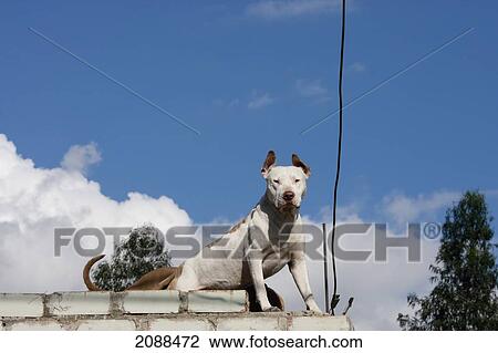 Stock Image - Pitt-Bull Terrier, Huaraz, Ancash, Peru. Fotosearch