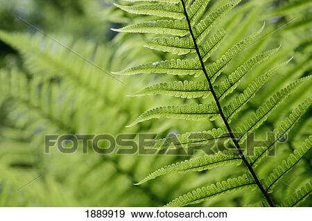 Plant Detail, Close Up View Large Photo Image Stock Photo - Plant Detail, Close Up. Fotosearch