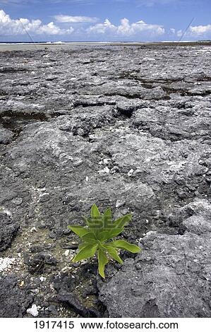 Stock Photography - Plant Growing Amongst Reef. Fotosearch