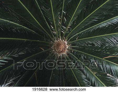 Plant In Garden Of The Sheraton Hotel View Large Photo Image Stock Photo - Plant In Garden Of The Sheraton Hotel. Fotosearch