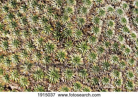 Plant Life Detail View Large Photo Image Stock Photo - Plant Life Detail. Fotosearch