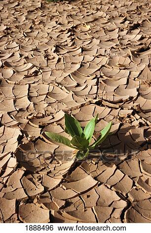 Plant On Cracked Mud On Wadi Floor, Close Up View Large Photo Image Stock Photograph - Plant On Cracked Mud On Wadi Floor, Close Up. Fotosearch