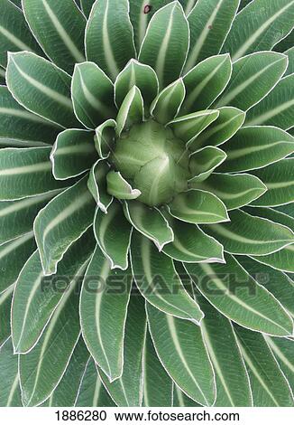 Plant On Mt Meru, Close Up View Large Photo Image Stock Image - Plant On Mt Meru, Close Up. Fotosearch