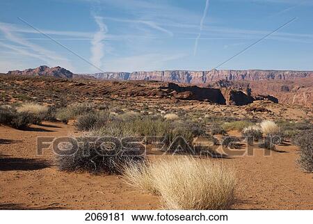 Plants In The Desert At Lake Powell; Utah United States Of America View Large Photo Image Stock Image - Plants In The Desert At Lake Powell; Utah United States Of America. Fotosearch