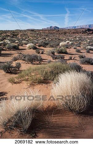 Stock Image - Plants In The Desert At Lake Powell; Utah United States Of America. Fotosearch