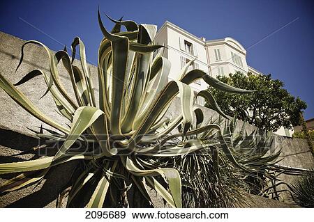 Plants With A White Building In The Background; Cannes Provence France View Large Photo Image Stock Photo - Plants With A White Building In The Background; Cannes Provence France. Fotosearch