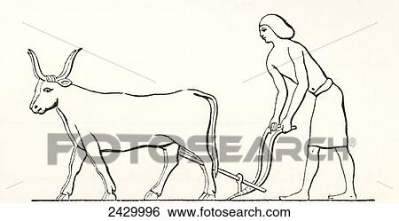 Stock Photograph - Ploughing with oxen in ancient Egypt. From The Imperial Bible Dictionary, published 1889.. Fotosearch