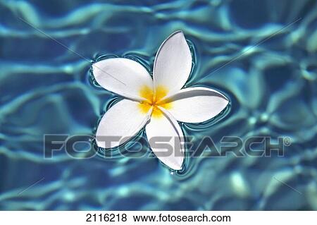 Plumeria flower floating in clear blue water. View Large Photo Image Stock Photo - Plumeria flower floating in clear blue water.. Fotosearch