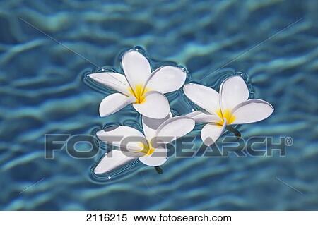 Plumeria Flowers Floating In Clear Blue Water Stock Photography Fotosearch