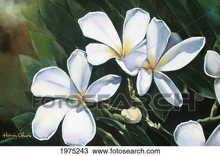 Stock Image - Plumeria I, White Plumeria Blossoms On Stem (Oil Painting).. Fotosearch