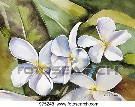 Stock Photo - Plumeria Ii, Cluster Of White Plumeria Flowers (Watercolor Painting).. Fotosearch