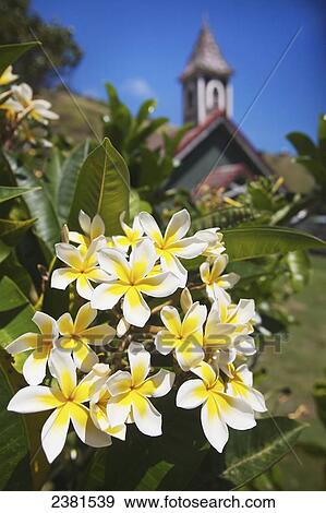 Stock Photo - Plumerias in front of the Hawaiian Congregational Church; Kahakuloa, Maui, Hawaii, United States of America. Fotosearch