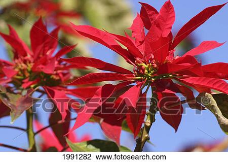 Stock Image - Poinsettia Euphorbia Pulcherrima. Fotosearch