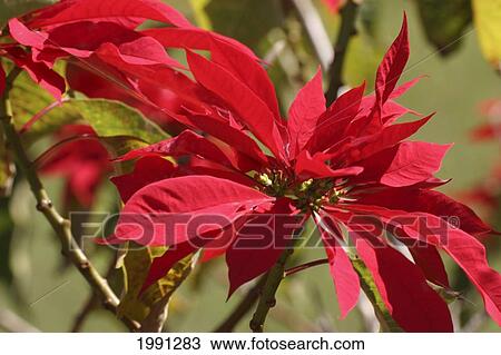 Stock Image - Poinsettia Euphorbia Pulcherrima. Fotosearch
