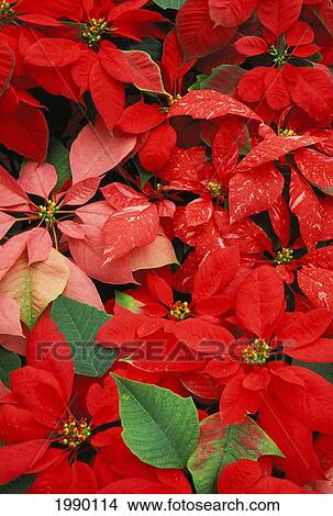 Picture - Poinsettias [Euphorbia Pulchrima] Red, Pink, Variegated. Fotosearch