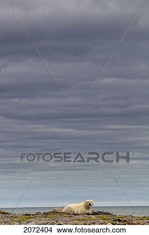Picture - Polar Bear Along The Coast Of Hudson Bay, Manitoba, Canada. Fotosearch