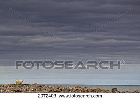 Stock Image - Polar Bear Along The Coast Of Hudson Bay, Manitoba, Canada. Fotosearch