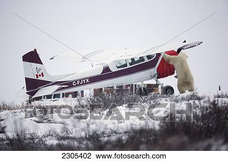 Stock Image - Polar Bear Checking Out A Plane At Seal River Lodge; Churchill Manitoba Canada. Fotosearch
