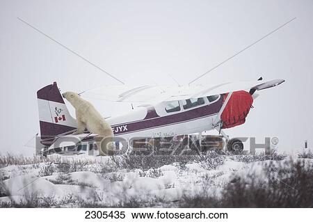 Stock Photography - Polar Bear Checking Out A Plane At Seal River Lodge; Churchill Manitoba Canada. Fotosearch