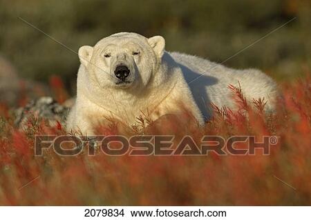 Polar Bear, Churchill, Manitoba. View Large Photo Image Picture - Polar Bear, Churchill, Manitoba.. Fotosearch