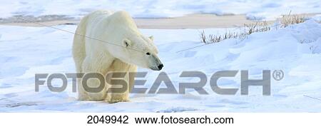 Polar Bear, Churchill, Manitoba View Large Photo Image Stock Image - Polar Bear, Churchill, Manitoba. Fotosearch