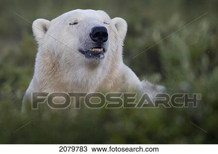 Polar Bear, Churchill, Manitoba. View Large Photo Image Stock Image - Polar Bear, Churchill, Manitoba.. Fotosearch