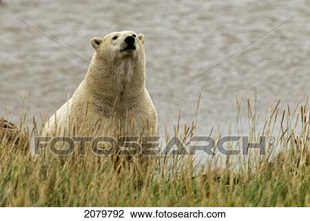 Polar Bear, Churchill, Manitoba. View Large Photo Image Stock Image - Polar Bear, Churchill, Manitoba.. Fotosearch